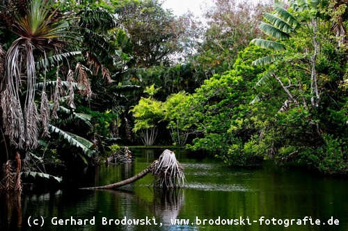 Bild: Lebensraum der Mangrovenreiher