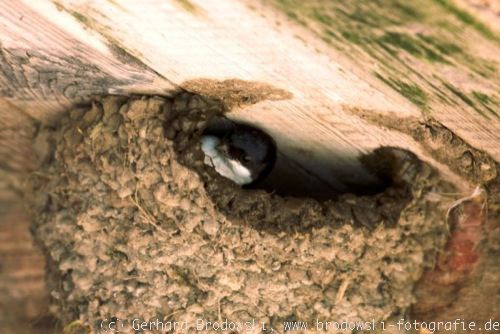 Mehlschwalbe baut Nest