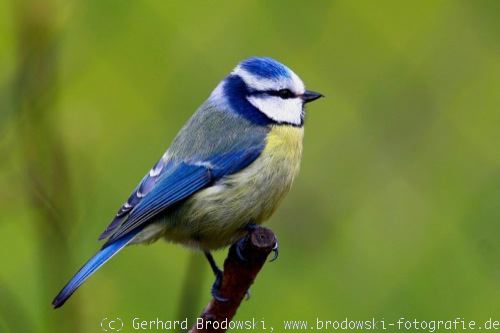 Meisen Bestimmen Meisenarten Meisen Im Winter Bilder