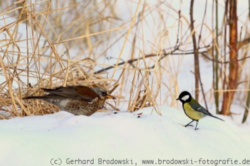 Meisen-Foto: Drossel und Kohlmeise im Winter