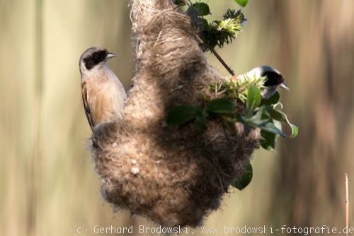 Meisen-Foto: Beutelmeisen im Nest bestimmen