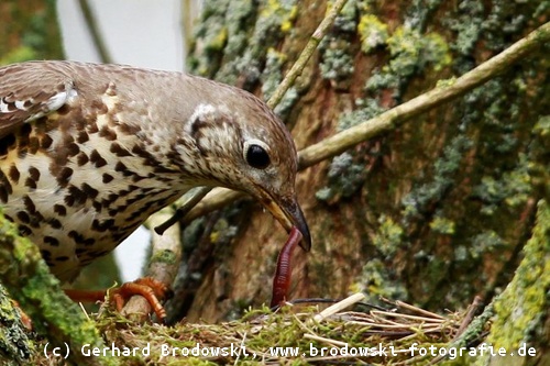 Altvögel füttern ihre jungen Küken