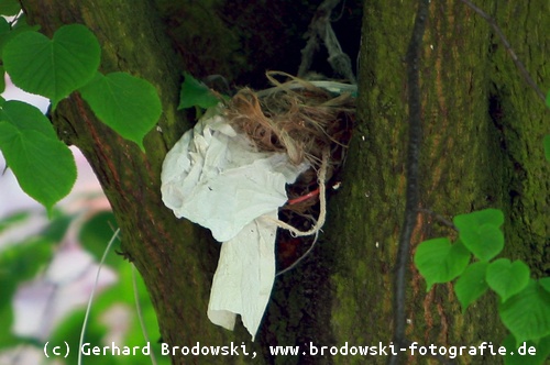 Drossel Nest aus Müll 