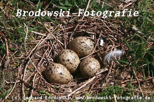 Nest der Möwen - Gelege meistens 2-3 Eier selten 4  