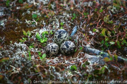 Mornellregenpfeifer-Nest mit Eiern