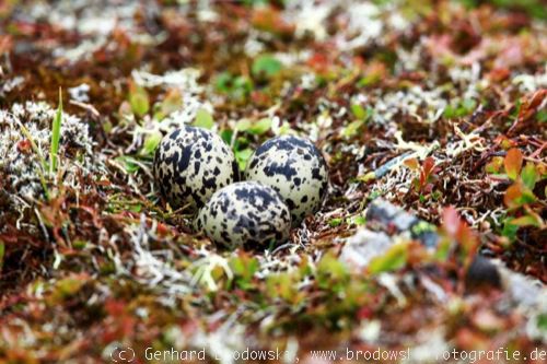 Nest mit Eiern vom Mornelli