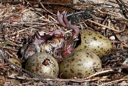 Sturmmöwe-Küken verlässt das Ei