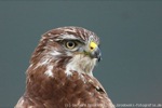 Bussard