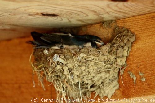 Junge Rauchschwalben im Nest beobachten