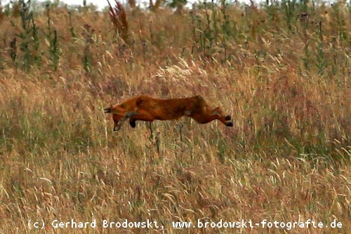 Fuchs springt auf Rebhuhn / Feldhuhn