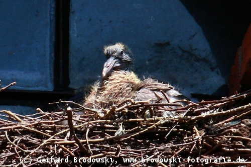 Die junge Taube  ist drei Wochen alt