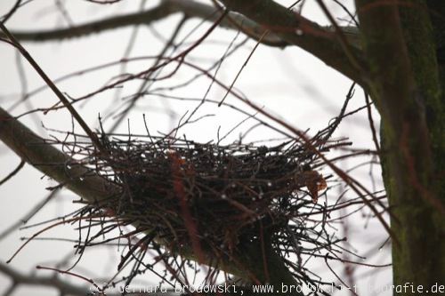 Lebensraum: Ringeltauben-Nest