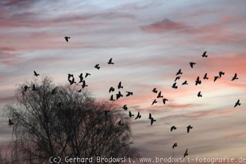 Lebensweise: Schlafplatz der Tauben in Hamburg