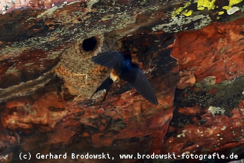 Rötelschwalbe am Nest