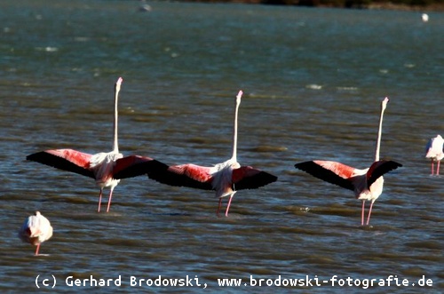 Flamingos bei der Balz beobachten