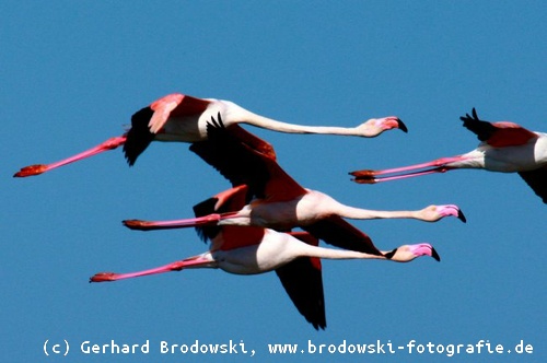 Flugbild von Flamingos