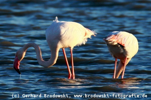 Flamingos suchen Nahrung