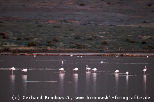 Flamingos auf einem See