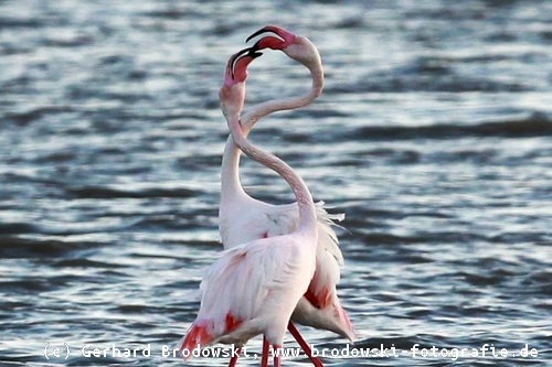 Kampf der Flamingos