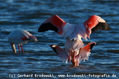 Flamingos bei der Paarung