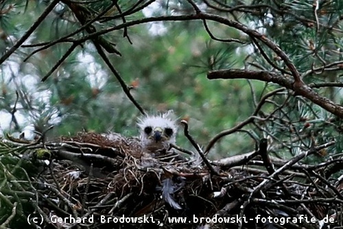 Aussehen: Junger Rotmilan im Horst / Nest