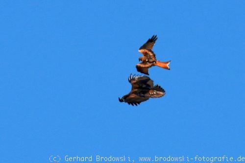 Flugbild vom Seeadler und Rotmilan 