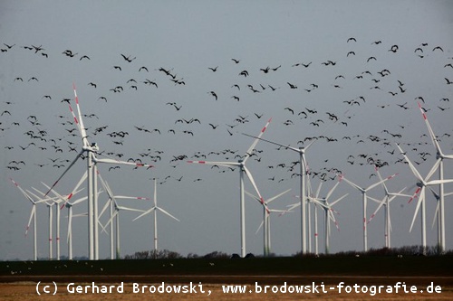 Windkraftanlagen - Tödliche Gefahr für Vögel
