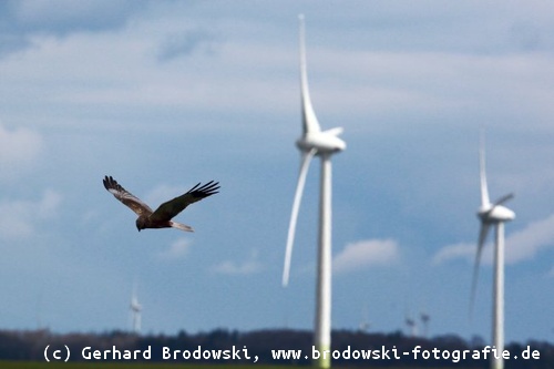 Windparks - Tödliche Gefahr für Vögel