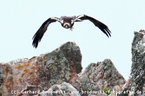 Kaiseradler greift Schmutzgeier an