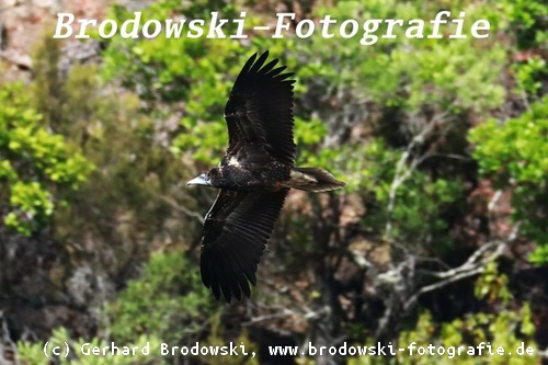 Jungvogel fliegt zum Schlafbaum