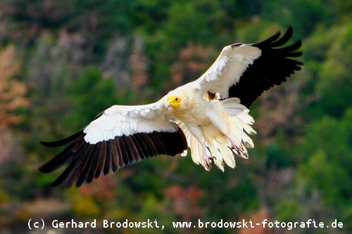 Schmutzgeier im Anflug