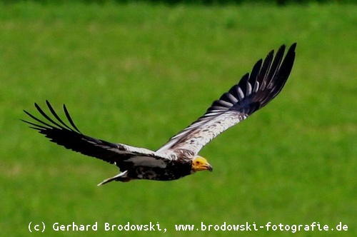 Jungvogel im dritten Federkleid