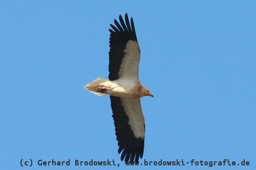 Flugbild vom Schmutzgeier