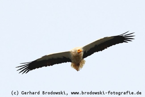 Flugbild: Schmutzgeier im Suchflug