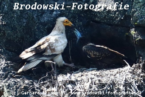 Jungvogel bekommt Flüssigkeit bei großer Hitze