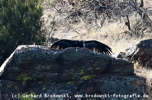 Jungvogel nimmt zuerst ein Sonnenbad