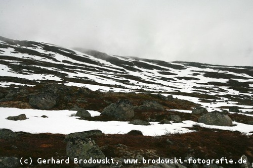 Lebensraum der Schneeeule auf Island