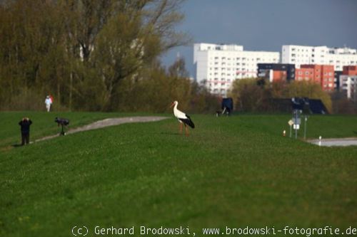 Schreitvogel: Storch in Hamburg