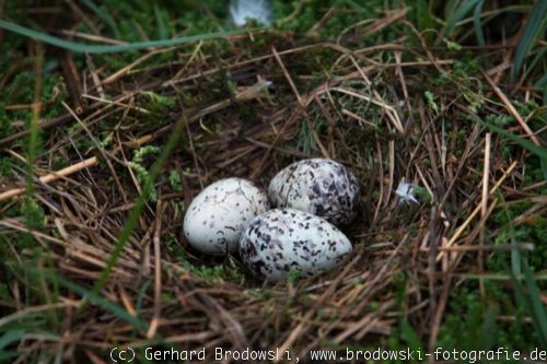 Nest mit Eiern von einer Schwarzkopfmöwe