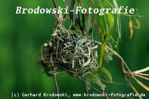 Nest vom Schwarzkopfweber - Webervogel