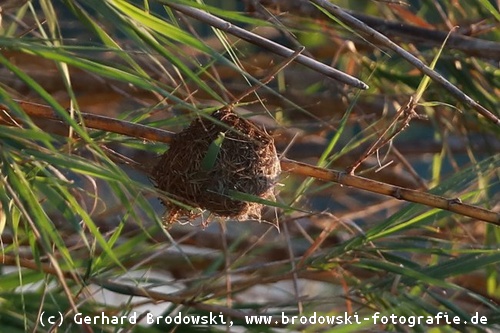 Nest vom Schwarzkopfweber - Webervogel