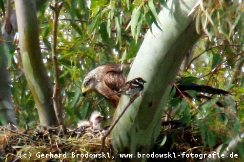 Schwarzmilan Weibchen am Nest