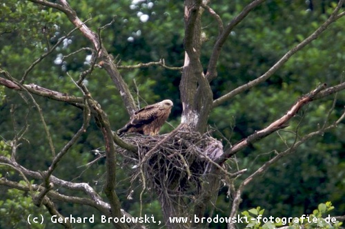 Schwarzmilan auf seinem Horst (Nest)