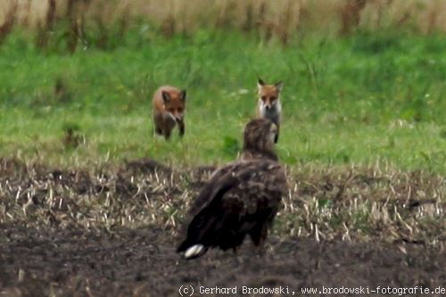 Seeadler und Fuchs beobachten
