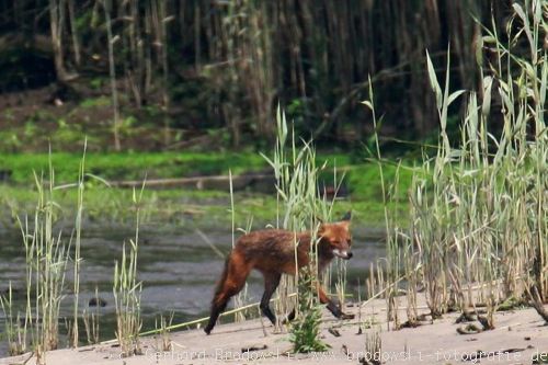 Fuchs im Seeadlerrevier