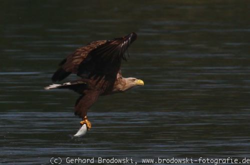 Seeadler mit Beute - Beobachtungen und Bilder