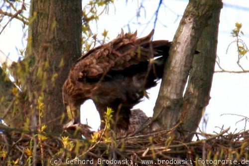 Adler frisst Fisch auf dem Nest