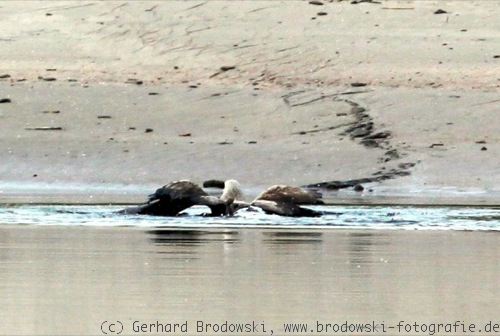 Adler paddelt mit Fisch an Land