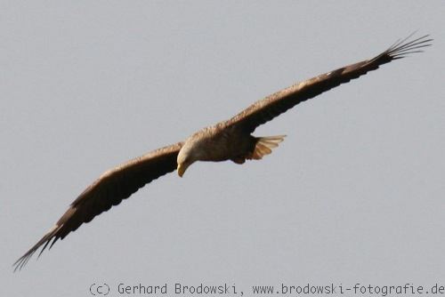 Suchflug: Seeadler bei der Jagd