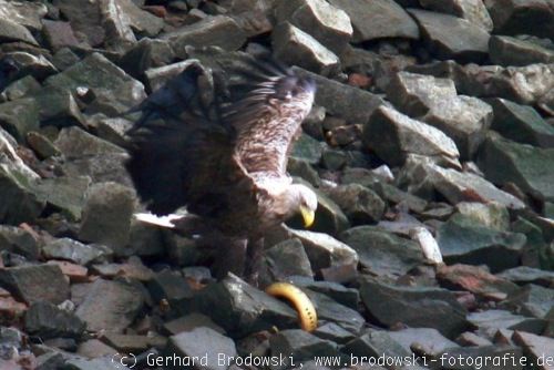 Adler kämpft mit Neunauge an der Süderelbe